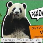 【パンダコラボ】第五人格里親パンダとレッサーパンダたちの生活をご紹介！【IdentityV】