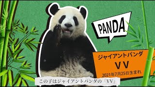 【パンダコラボ】第五人格里親パンダとレッサーパンダたちの生活をご紹介！【IdentityV】