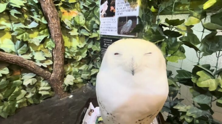占い師使ってたらフクロウ見たくなったので見てきました！【これはリアル第五人格】